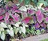 Pink Beauty Caladium Bulbs - Bare Root Bulb - Gorgeous Pink and Green Foliage - Hardy in Zones 9-11 - Can Also Be Grown Indoors as a House Plant #3