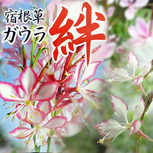 Amazon.co.jp: ハッピーガーデン 花苗 白蝶草 ガウラ 絆 白にピンク淵