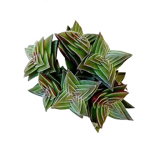 Plants Live Nursery Crassula Capitella Thyrsiflora - Shark Tooth Plant-picture-28