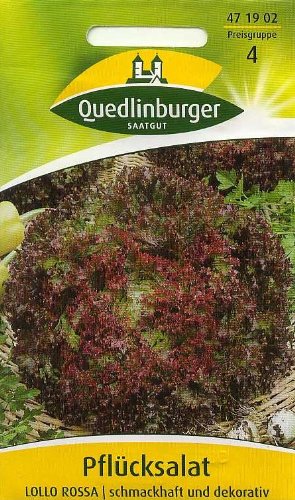 Preisvergleich Produktbild Pflücksalat, Lollo rossa