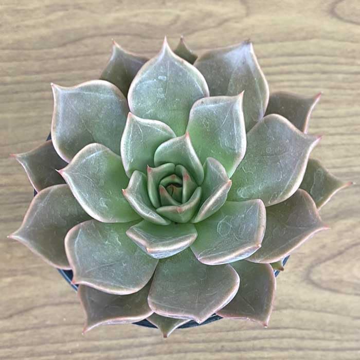 Amazon｜多肉植物 エケベリア ビューティーリリー 9cm ポット