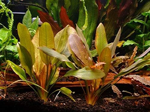 echinodorus red rubin