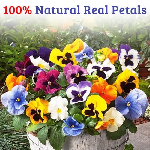 50 Piezas Flores Naturales Secas para Decoración miniatura 3