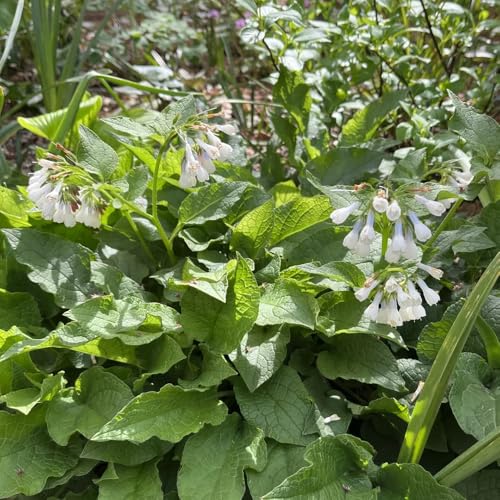 semillas de consuelda, de exterior resistentes jardín rocas resistentes variedades antiguas balcón raras semillas para invitados 500pcs