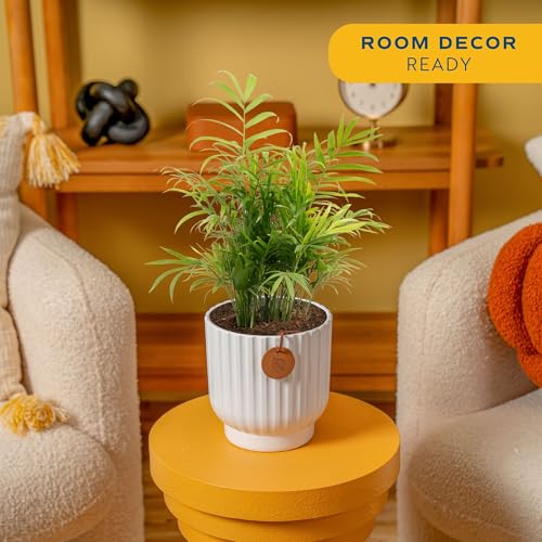 Image of Costa Farms Parlor Palm, Neanthebella, Easy to Grow Houseplant Potted in Decor Plant Pot, Everyday Gift for Mom, For Wife, From Daughter, Son, Room or Home Decor, 1 Foot Tall