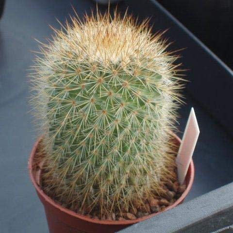myBageecha- Mammillaria Bella Live Cactus Plant With Pot : Amazon.in:  Garden & Outdoors