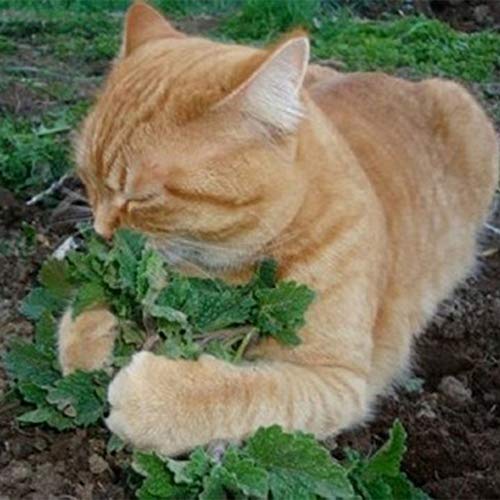 TankMR Farms Seeds 50Pcs Cat Mint Catnip Bulk Seeds Rare Organic Aromatic Medicinal Herb Plant for Garden Balcony/Patio - 50pcs Catnip Seeds^