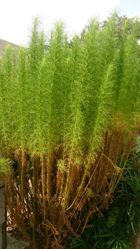Asklepios-seeds® - 10000 Seeds Artemesia scoparia, Virgate Wormwood, Capillary Wormwood, redstem Wormwood