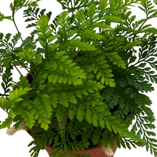 BubbleBlooms Rabbit's Foot Fern in a 4 inch Pot with Furry Roots Like a Deer's Foot Davallia canariensis fejeensis