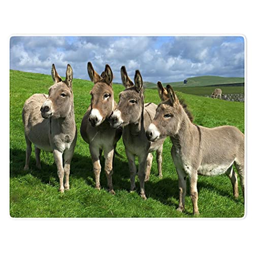 Do Donkeys Need Blankets at Patrick Howell blog