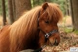 Extra kleier Karabiner - Gr. Minishetty oder Shetty