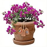 Teramico Pflanzgefäß Blumentopf Italienisches Terracotta Conca LIMONI mit Teller/Untersetzer für den Innen- und Außenbereich (25cm)