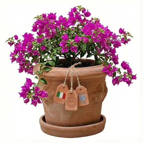 Teramico Pflanzgefäß Blumentopf Italienisches Terracotta Conca LIMONI mit Teller/Untersetzer für den Innen- und Außenbereich (25cm)