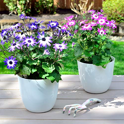 Youngever 6 Pack 20CM Plastic Planters Indoor Flower Plant Pots - Image 4
