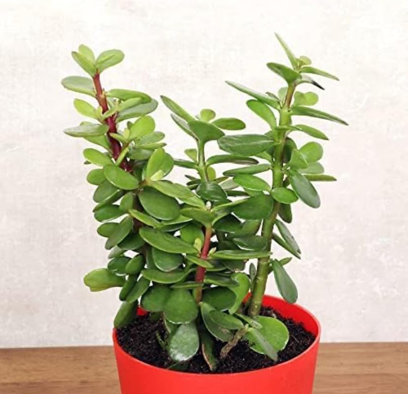 Live Luck Jade Plant Crassula Ovata Live Indoor Plants with Self Watering Pot, Best for Living Room, Kitchen, Bedroom, & Office Table-image-21