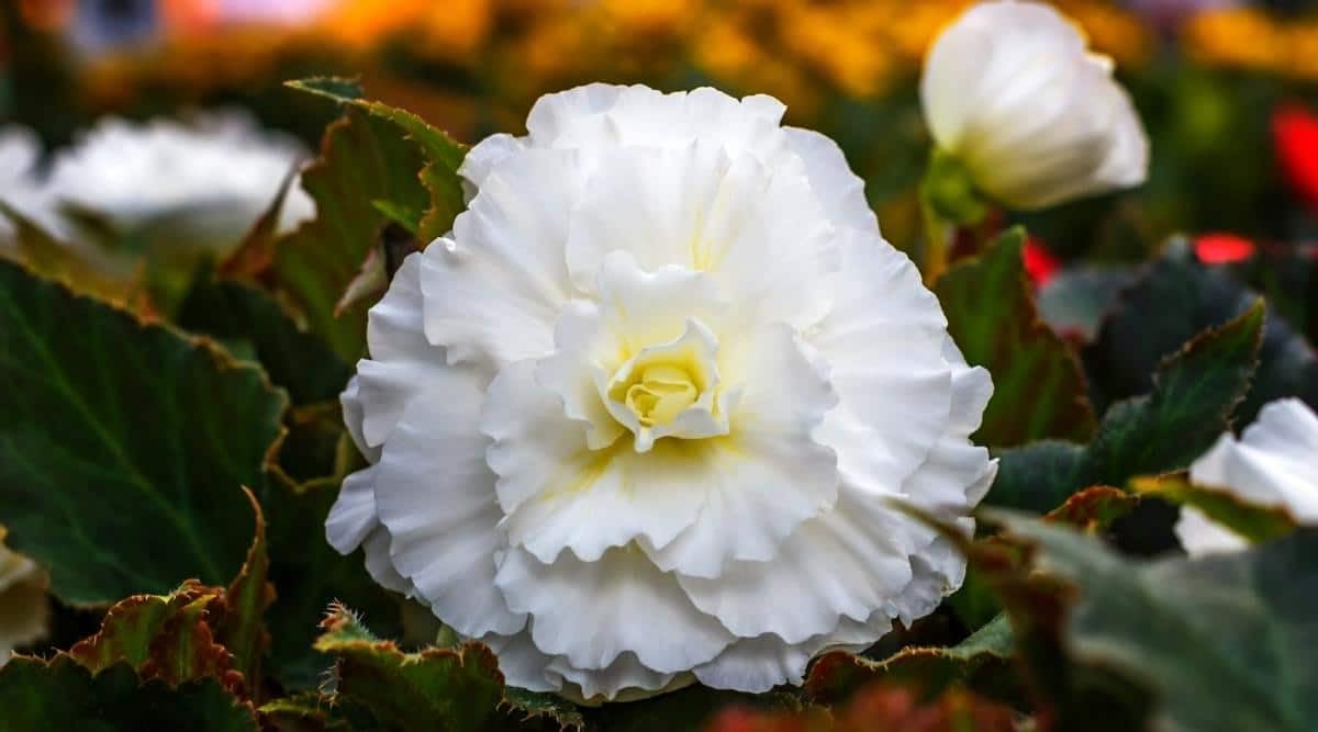 Begonia Nonstop White