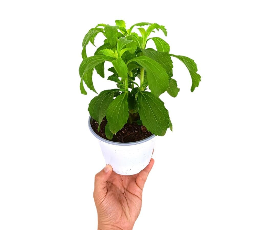 PACK DE 10 PLANTAS DE AROMÁTICAS VARIADAS NATURALES DIFERENTES VARIEDADES | ARÓMÁTICAS | FRESCURA | NATURALEZA | ECO | COCINA | VIDA | VERDE