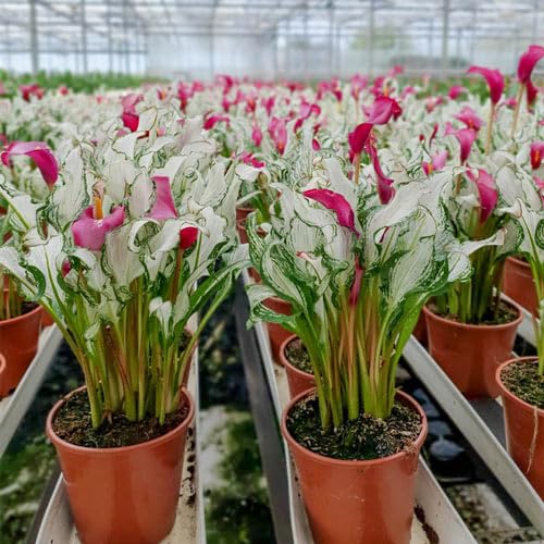 Amazon.com : BRECK'S - Frozen Queen Calla Lily - A one of Kind
