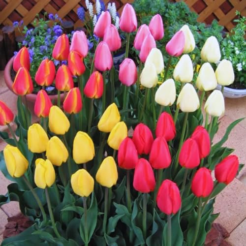 Tulip Bulbs for Fall Planting Bulk 25 Mix Color Tulip Bulbs Large Bulbs for Growing Indoors Outdoors Easy to Plant
