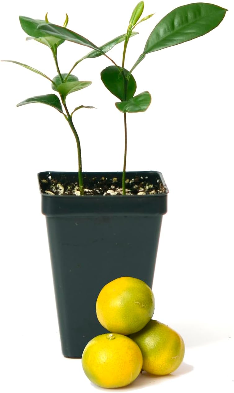 Calamondin Orange Tree - Pot of 2 Starter Plant. Citrus mitis. 3" - 5"
