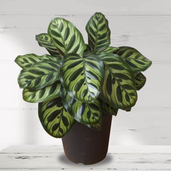 Amazon.co.jp: 農場直送！カラテア・マコヤナ 5号鉢 プラ鉢 観葉植物