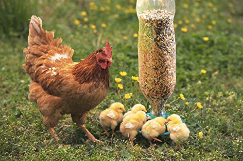 Mangiatoia Per Uccelli Selvatici Pennington Da 2,7 Kg - Plastica Riciclata, Con Chiusura Anti-Scoiattolo E Fori Di Drenaggio