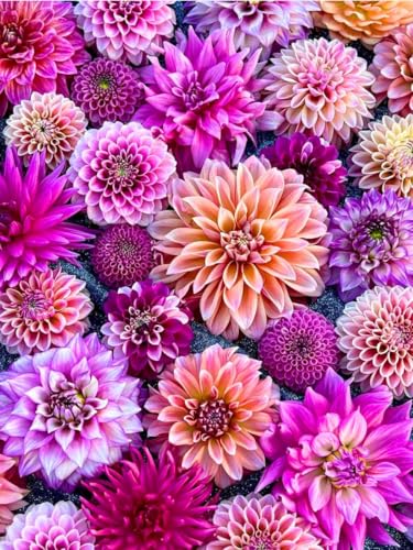 Image of Dahlia Flower Seeds for Planting - Vibrant Mixed Color Blooms, Easy to Grow Garden & Pot Flowers (Pack of 50 + Seed)