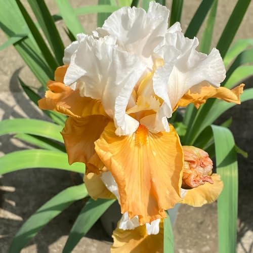 3 pz bulbi resistenti all'iride, bulbi all'iride, Piante resistenti per la decorazione del balcone, fiori, decorazione del giardino per esterni bulbi di iride - Iris tectorum