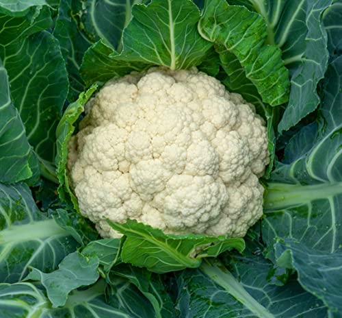 Amazing White Cauliflower Premium Seeds for Planting Packet Great for Kids!