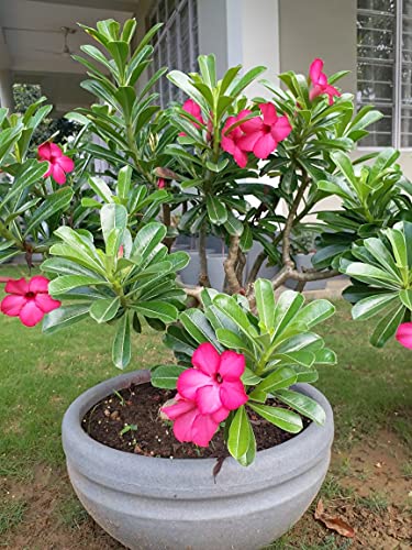 Image of Decora Bloom Round Pot (Stone Grey)(Large)(TCB 60) || Pots for Plants Polymer || Lightweight || Indoor-Outdoor || Non-Breakable || Non-Fading || Plant Directly || (with Drainage Hole)