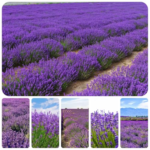 semi di lavanda resistenti, letto, balcone, esotiche selvatici, 1000pcs