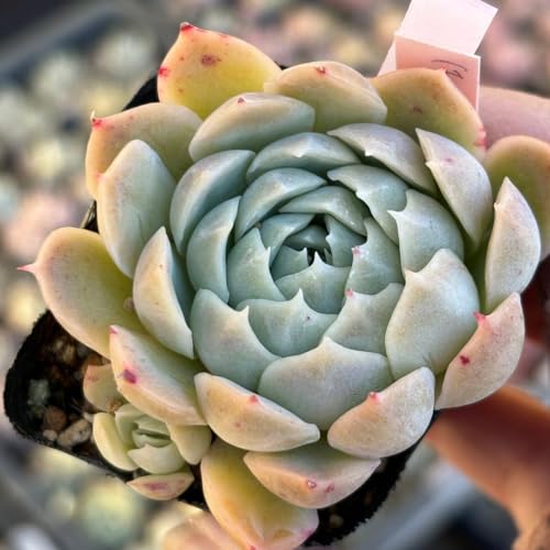 観葉植物 紫 多肉植物」の人気商品一覧 | 安い商品を通販サイトから