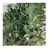 David's Garden Seeds Flower Eucalyptus Silver Drop 1505 (Green) 50 Non-GMO, Open Pollinated Seeds