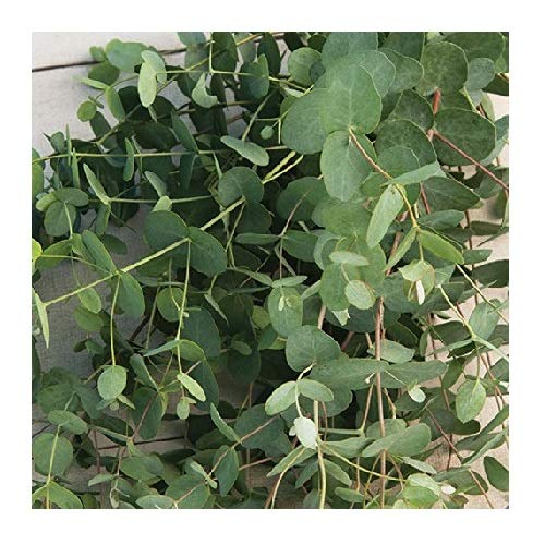 David's Garden Seeds Flower Eucalyptus Silver Drop 1505 (Green) 50 Non-GMO, Open Pollinated Seeds