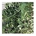 David's Garden Seeds Flower Eucalyptus Silver Drop 1505 (Green) 50 Non-GMO, Open Pollinated Seeds