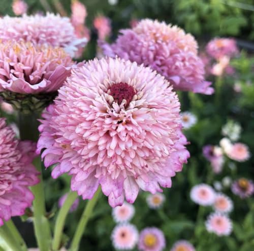 50+Perennial Zinderella Lilac Flower Seeds for Planting Outdoor-Non-GMO Heirloom Pink Zinnia Elegans Pest Resistant Growing in Garden, Beds,Border 50+Perennial Zinderella Lilac Flower Seeds for Planting Outdoor-Non-GMO Heirloom Pink Zinnia Elegans Pest Resistant Growing in Garden, Beds,Border
