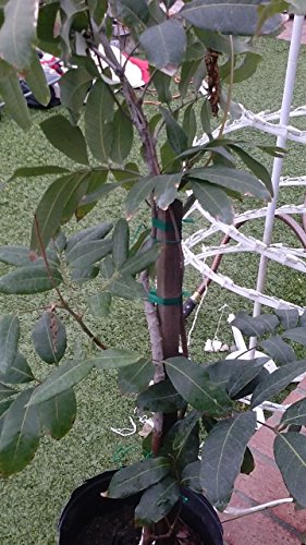 9EzTropical - Kohala Longan - Air Layer Tree - 2 Feet Tall