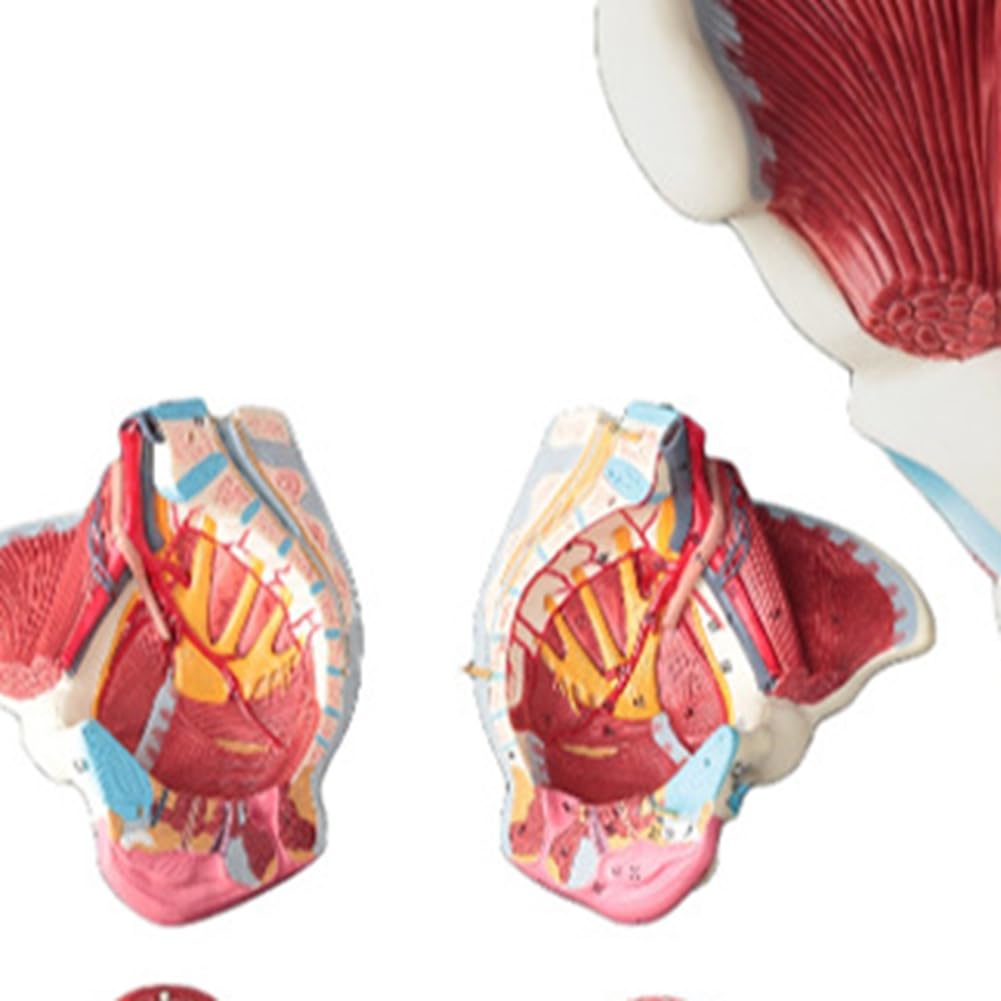 Kobiecy Model Anatomii Miednicy, Żeńskie Dno PVC Miednicy, Model Neuronowy, Materiały Laboratoryjne, Miednica Macicy