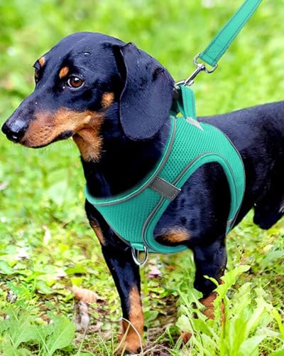 Joytale Hundegeschirr, Reflektierend Weich Gepolstert Hunde Geschirr, Air-Mesh Atmungsaktiv Brustgeschirr für Kleine Mittelgroße Hunde, M, Türkis