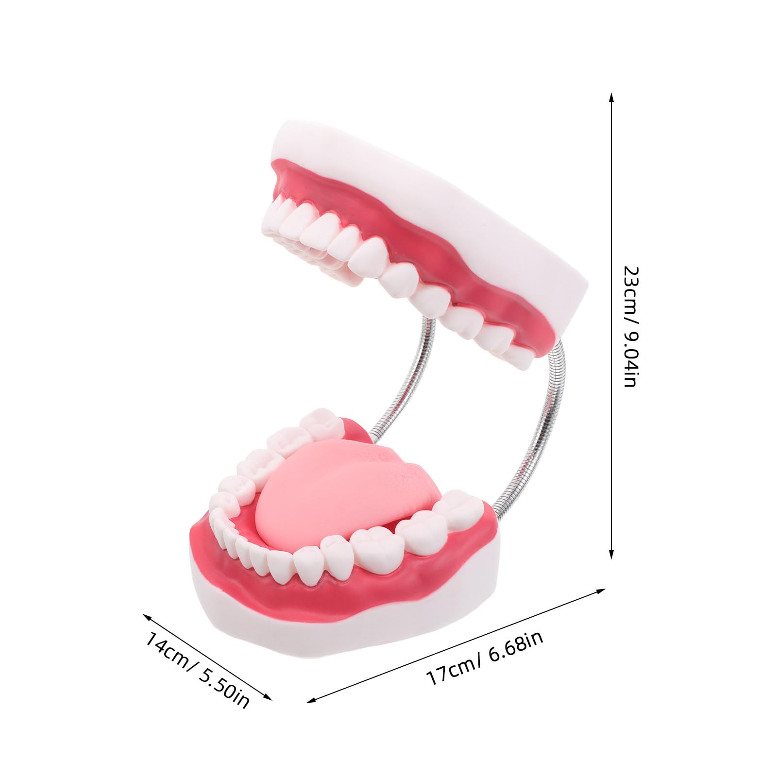 Ciieeo Modello di Protesi Dentaria Ortodontica per Insegnamento Modello di Denti per Studenti di Odontoiatria con Mascella Superiore e Inferiore Gengive e Lingua