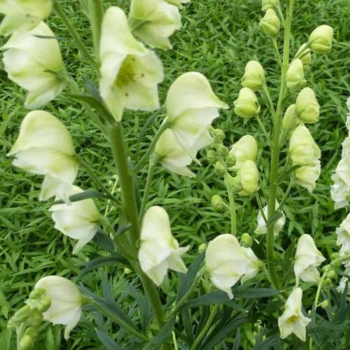 Le foglie sono lucide, dentate, profondamente a forma di mano e di colore verde scuro