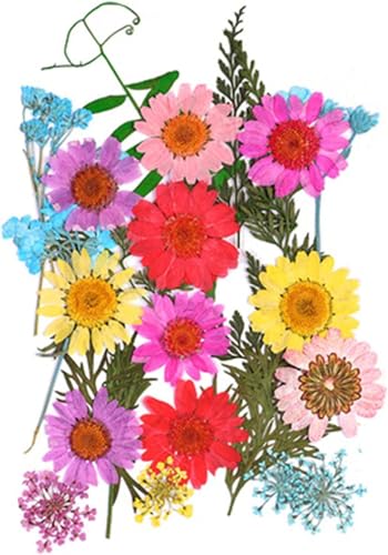 Flores secas para manualidades DIY y decoración miniatura 3
