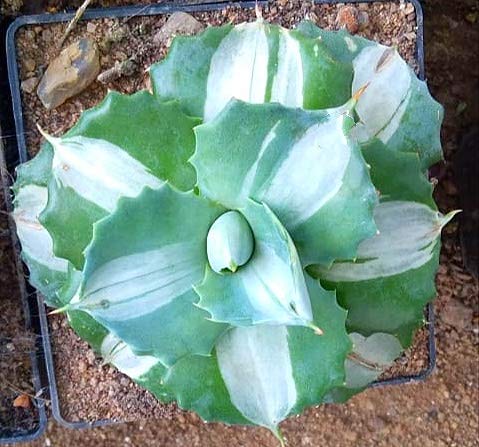 Agave Verschefeltii Bright VAR.Dwarf Live Plant (B07MGYX81F) Amazon Price History, Amazon Price Tracker