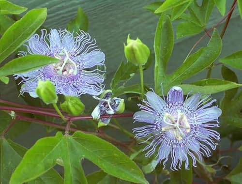 100 Mixed Maypop Passion Flower Seeds For Garden Planting-Wonderful #TOP3