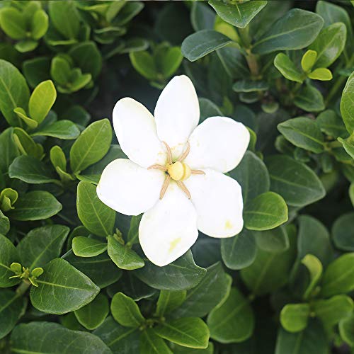 Perfect Plants Kliem's Hardy Gardenia Live Plant, 1 Gallon Pot