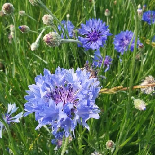 semillas de aciano decorativas resistentes para balcón de aciano, sombra de cortadas en resistentes 200pcs