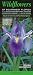 Wildflowers of Southwest Florida including Big Cypress NP, Corkscrew Swamp & CREW Marsh: A Guide to Common & Rare Native Species (Quick Reference Guides)