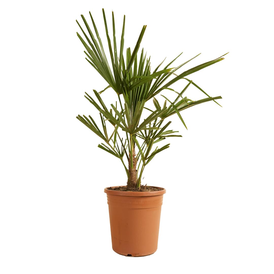 Bloomique - Trachycarpus Fortunei - Palmier chanvre - Palmier rustique - Plantes de jardin - Hauteur 60-​80 cm - Pot 21 cm