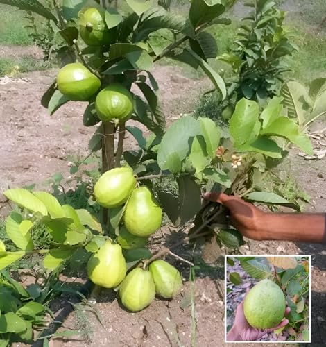 Image of Hidden Enterprise Thai 5 Guava Live Fruit Plant Early Fruiting Thai Variety | Height 1.5-2 Feet | Without Pot | Ideal for Home Garden Balcony Terrace Outdoor Growing with Healthy Roots