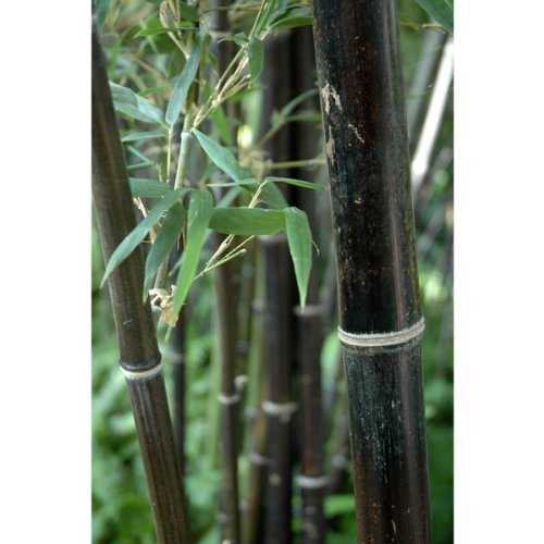 Black Bamboo Plants, Bamboo Nigra, Black stemmed Bamboo Plants